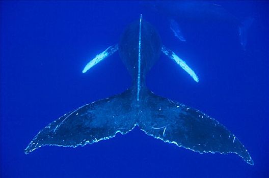 驼背鲸,大翅鲸属,鲸鱼,一对,国家,海洋,毛伊岛,夏威夷,提示,照相