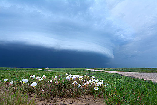 云,风暴,上方,乡村道路,野花,德克萨斯,美国