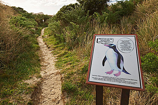 企鹅,标识,卡特林斯,南岛,新西兰