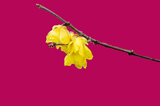 纯色背景花卉－腊梅