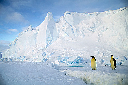 南极,帝企鹅,迅速,冰,冰山,背景