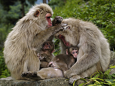 日本猕猴,雪猴,母亲,日本
