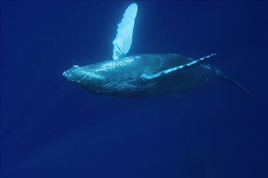 驼背鲸,大翅鲸属,鲸鱼,游泳,倒立,国家,海洋,毛伊岛,夏威夷,提示,照相