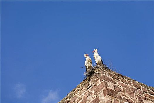 两个,鹳,白鹳,栖息,鸟窝,历史,城墙,葡萄牙