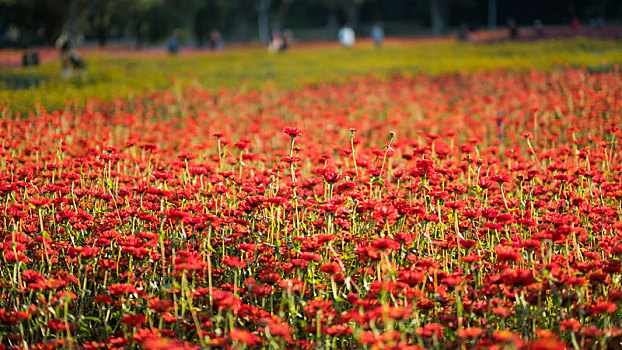 广州义务植树公园秋天拍摄花园里的花