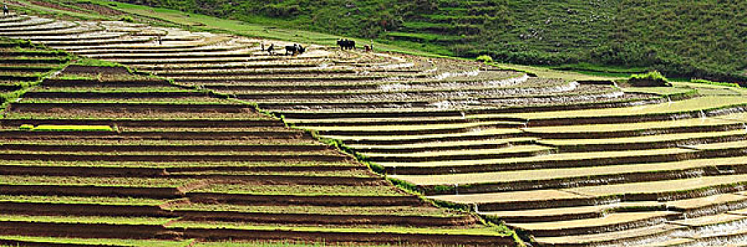 madagascar,ambalavao,spectacular,green,ricefield,in,rainy,season