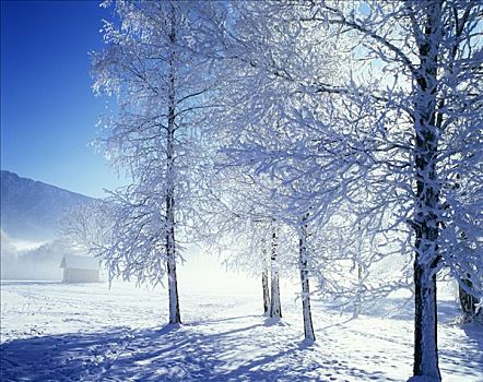 冬季,雪,树,白霜