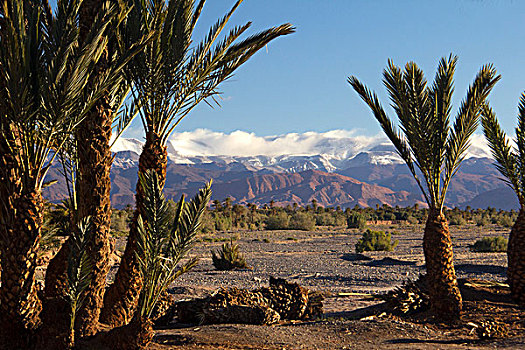 摩洛哥,风景,绿洲,背景,雪冠,阿特拉斯山脉