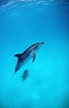 两个,大西洋细吻海豚,花斑原海豚,游动,水面,巴哈马,西印度群岛,侧面