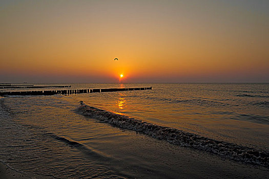 落日,波罗的海,正面,海鸥,阿伦斯霍普,达斯,梅克伦堡前波莫瑞州,德国,欧洲