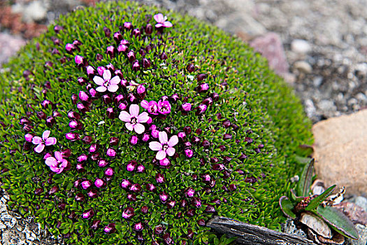 挪威,斯瓦尔巴特群岛,斯匹次卑尔根岛,苔藓,垫子,粉色,小,苔原,野花