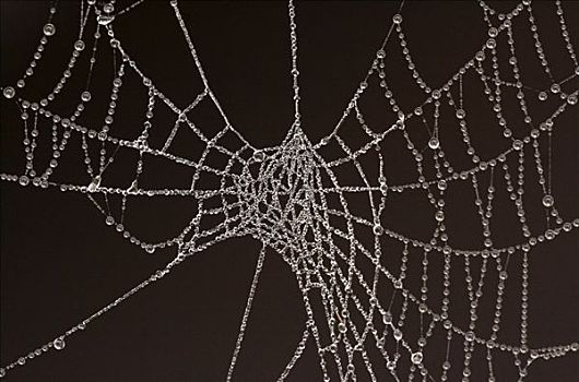 蜘蛛网,遮盖,融化,白霜