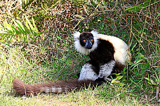 黑白,狐猴,地上,马达加斯加,非洲