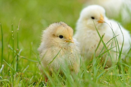 鸡,幼禽,草地