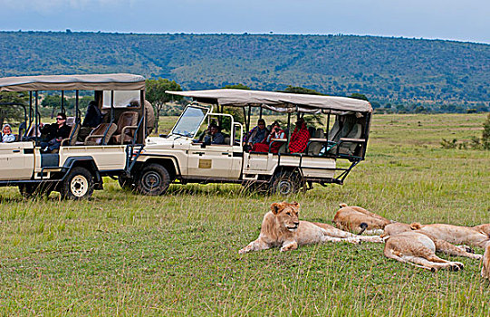肯尼亚,马赛马拉,雄性,狮子,放松,女性,正面,旅游,交通工具,草丛,麦赛-玛拉国家公园