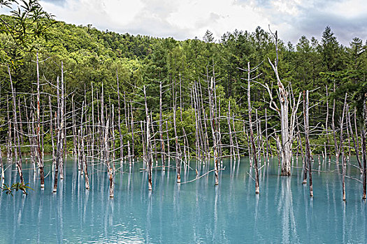 蓝色,水塘,北海道,日本