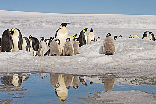 帝企鹅,企鹅,成年,幼禽,雪丘岛,南极半岛,南极