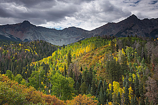 绿色,黄色,秋天,树,山,山坡,西部,达拉斯,溪流,科罗拉多,美国