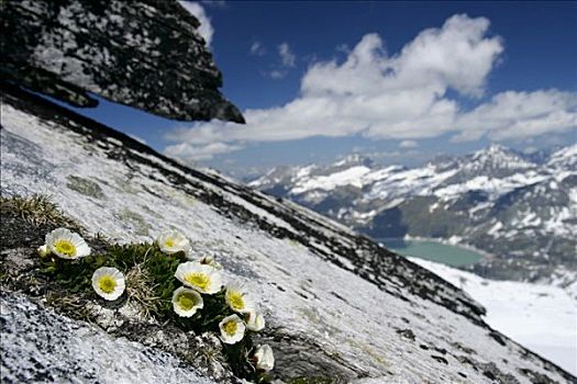 花,顶峰,上陶恩山国家公园,阿尔卑斯山,奥地利,欧洲