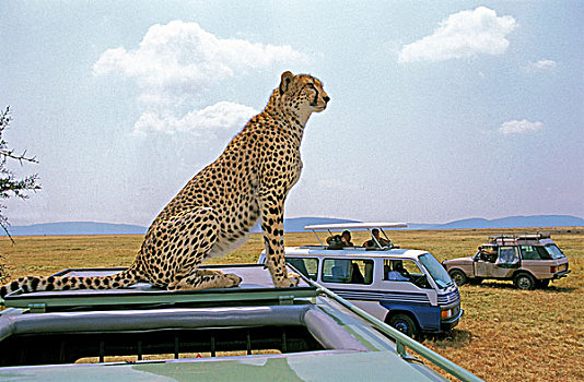 旅游,马赛马拉,公园,肯尼亚,印度豹,猎豹,屋顶,汽车