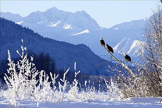 白头鹰,栖息,树上,山峦,契凯特白头鹰保护区,东南部,海恩斯,冬天