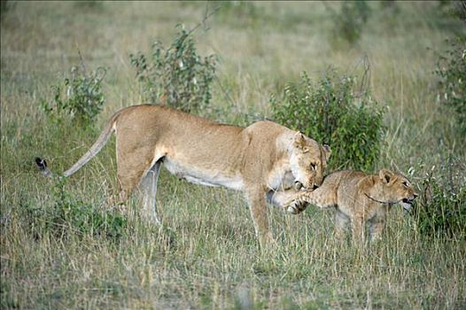 狮子,雌狮,玩,马赛马拉国家保护区,肯尼亚,东非