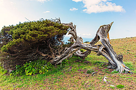加纳利群岛,桧属植物,树,弯曲,重,风,岁月,西班牙