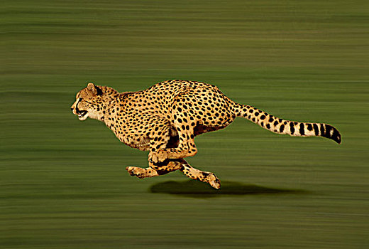 印度豹,猎豹,跑