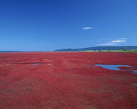 普通,欧洲海蓬子,湖