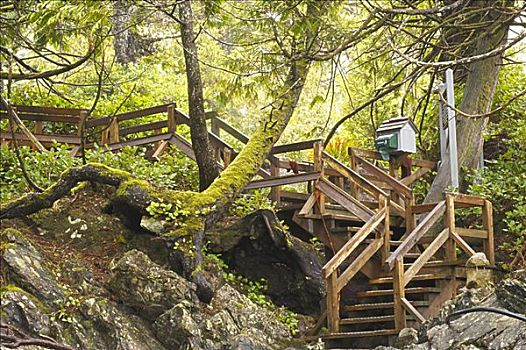楼梯,公园,温哥华岛,不列颠哥伦比亚省,加拿大