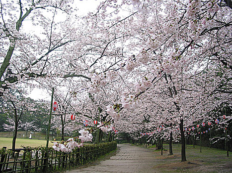 香川,公园,樱花