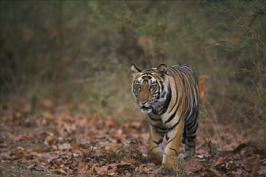 孟加拉虎,虎,老,幼小,尾随,小路,树林,干燥,季节,四月,班德哈维夫国家公园,印度