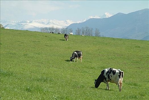 法国,阿基坦,母牛,积雪,背景