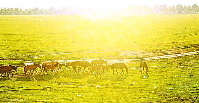草原上日落归家的马群