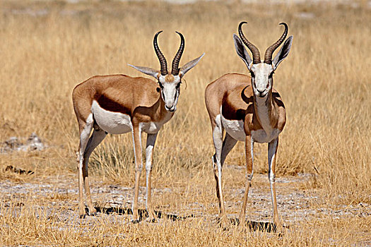 纳米比亚,埃托沙国家公园,两个,站立,跳羚