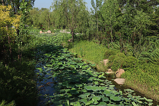 夏至小暑