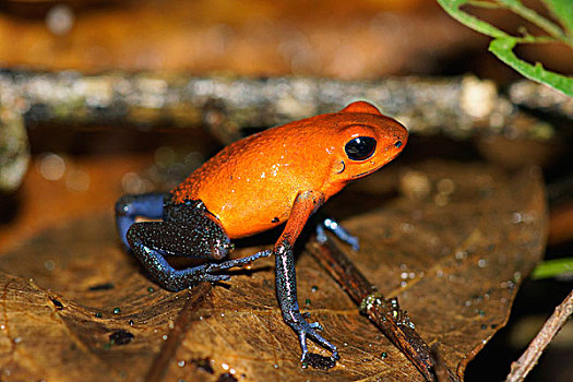 草莓箭毒蛙,哥斯达黎加
