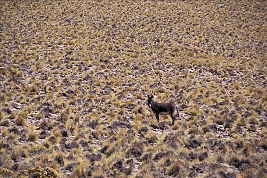 孤单,驴,阿塔卡马沙漠,智利