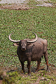 野生,水牛,靠近,水体,卡齐兰加国家公园,印度