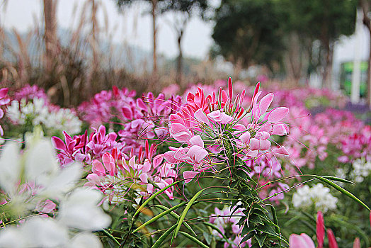 醉蝶花,蜘蛛花,凤蝶草,紫龙须,西洋白花菜,13