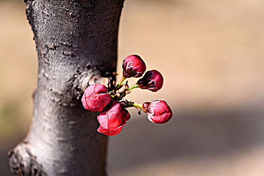 碧桃花