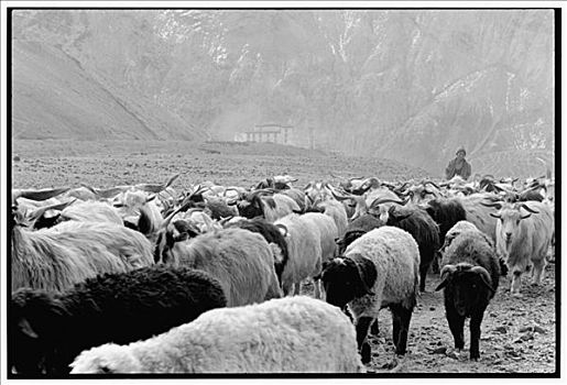 印度,北印度,道路,谷地藏庙,乡村,男孩,绵羊