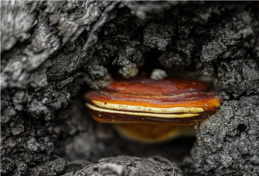 褐蘑菇,树