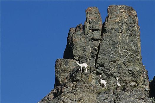 野大白羊,岩石上,阿拉斯加,夏天,布鲁克斯山