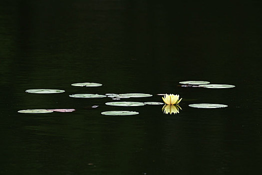 湖面上盛开的一朵莲花