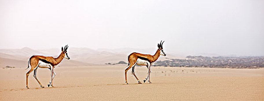 跳羚,纳米布沙漠,纳米比亚
