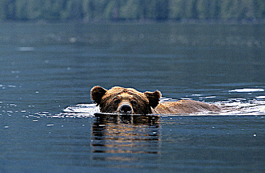 成年,雄性,大灰熊,棕熊,游泳,海水,小湾,保护区,不列颠哥伦比亚省,加拿大