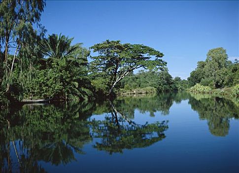 雨林,树,反射,运河,东方,马达加斯加