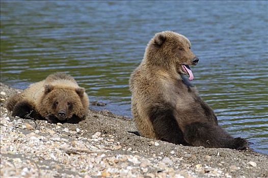 棕熊,疲倦,休息,布鲁克斯河,国家公园,阿拉斯加,美国