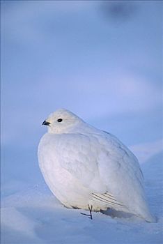 柳雷鸟,保护色,冬天,羽毛,阿拉斯加